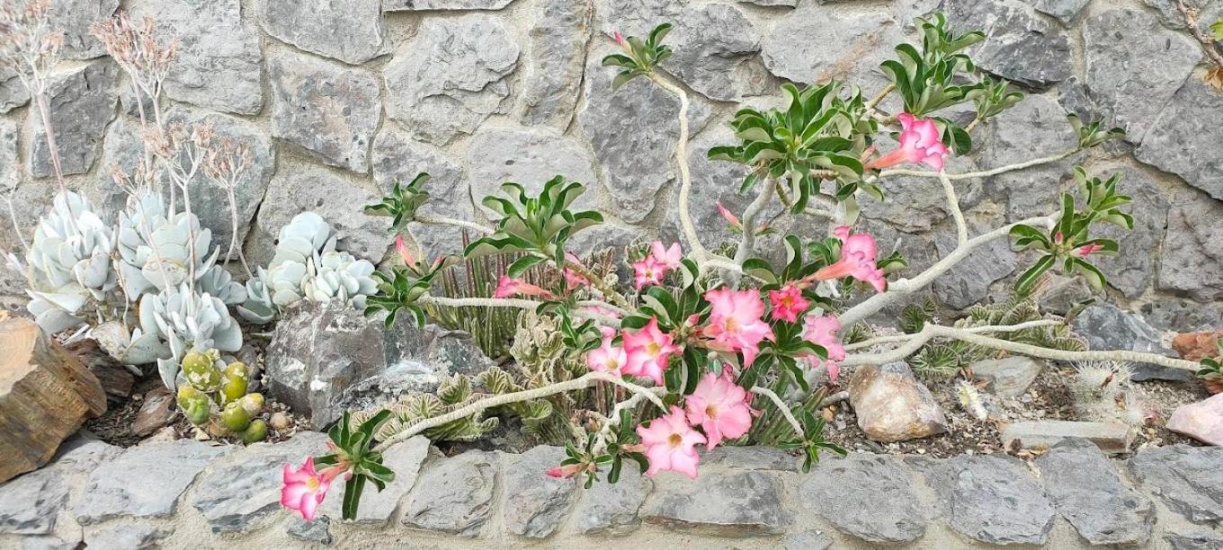 3 Aloes Guesthouse Uis Exterior foto